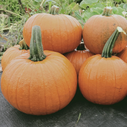 Dynia MARS SQ 7432 F1 PREMIUM 1 tyś. nasion st